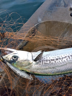 サワラの釣果