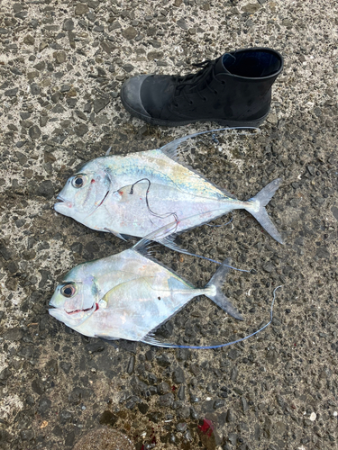 イトヒキアジの釣果