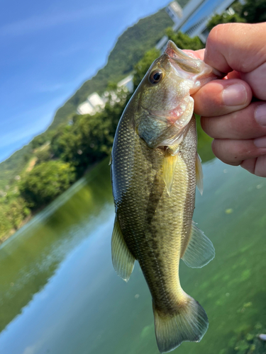 ラージマウスバスの釣果