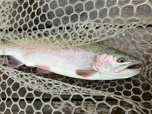 ニジマスの釣果