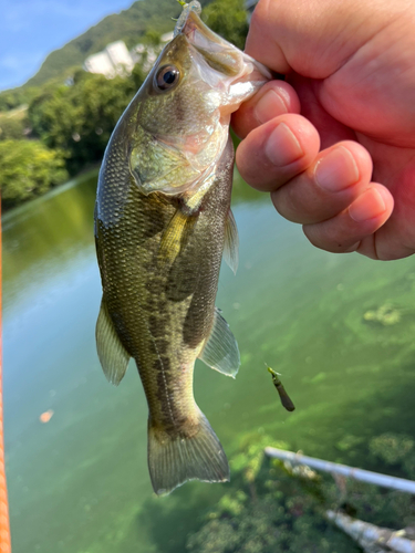 ラージマウスバスの釣果