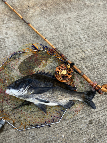 クロダイの釣果