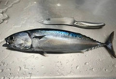 マルソウダの釣果