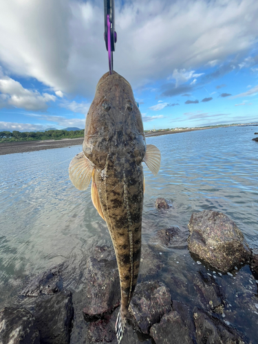 マゴチの釣果