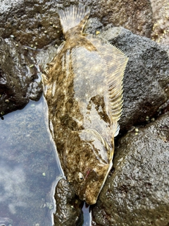 ヒラメの釣果