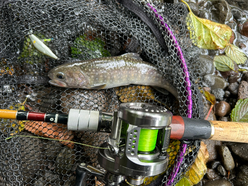 イワナの釣果