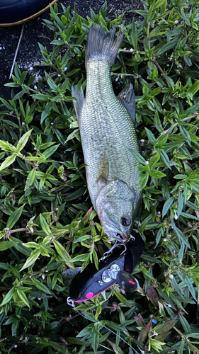 ブラックバスの釣果