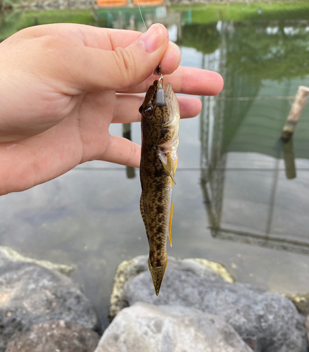 マハゼの釣果