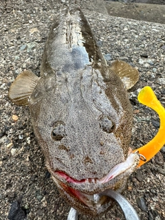 マゴチの釣果