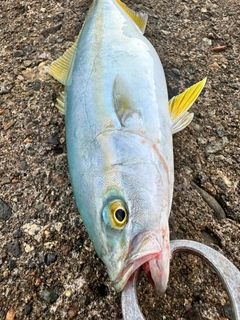 ツバスの釣果