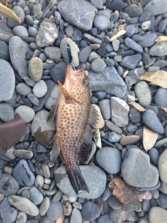 オオモンハタの釣果