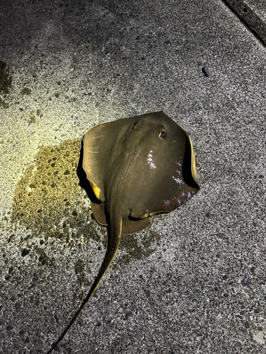 アカエイの釣果