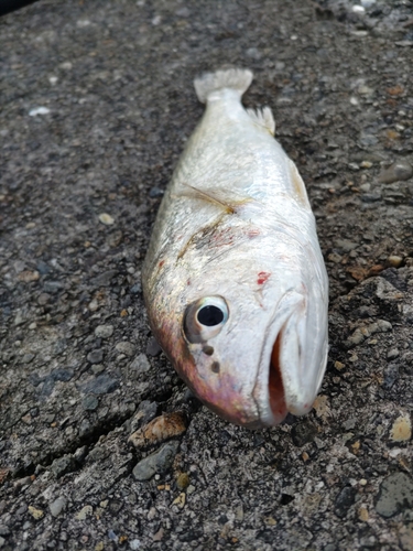 イシモチの釣果