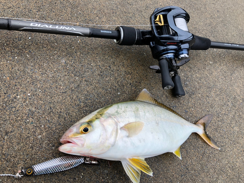 ショゴの釣果