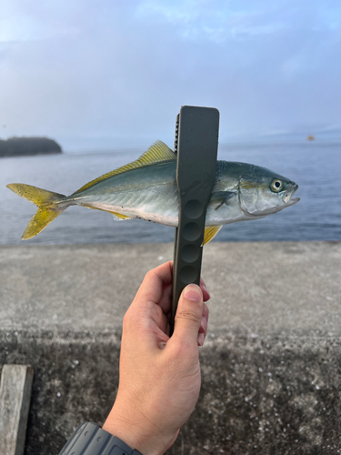 イナダの釣果