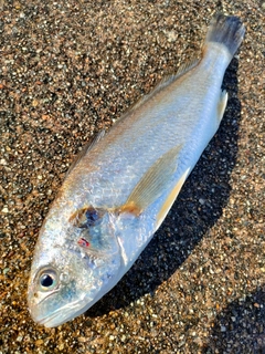 イシモチの釣果