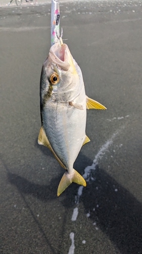 ワカシの釣果