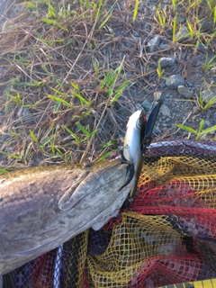 ライギョの釣果