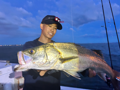 シーバスの釣果