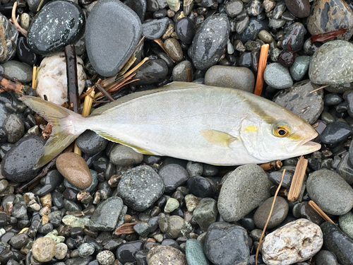 ショゴの釣果