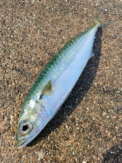 サバの釣果