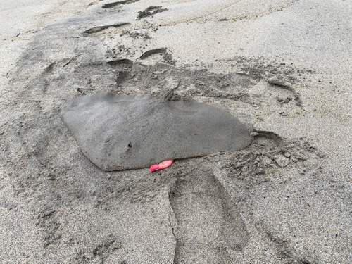 ツバクロエイの釣果