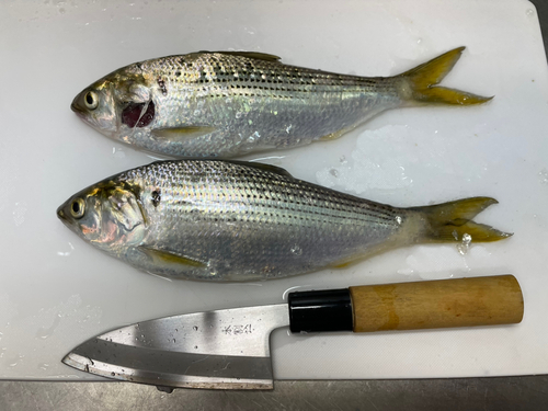 コノシロの釣果