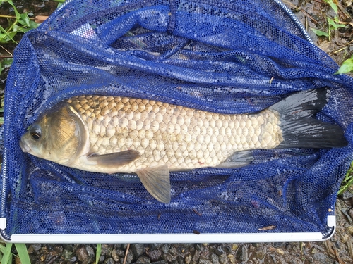 フナの釣果