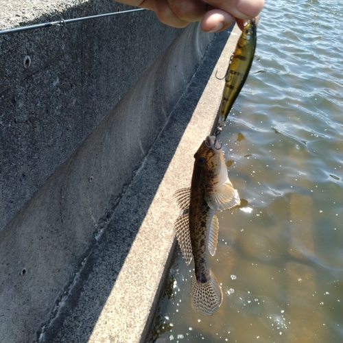 マハゼの釣果