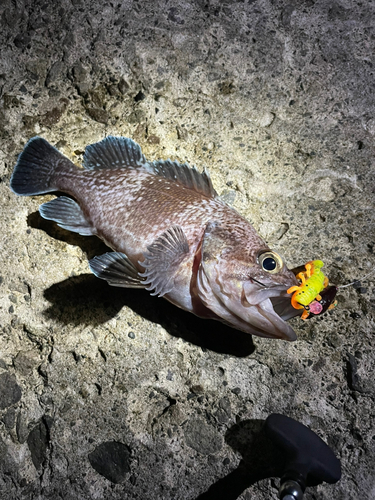 釣果