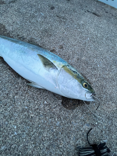 ハマチの釣果