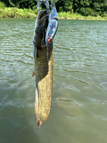 ナマズの釣果