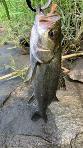 セイゴ（マルスズキ）の釣果