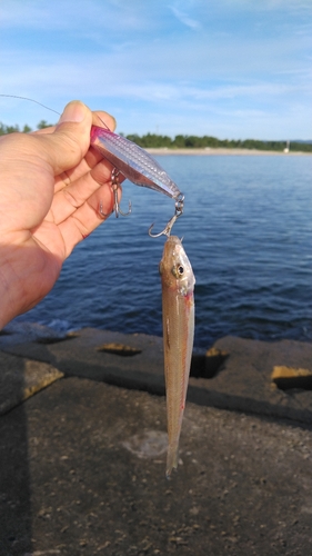 シロギスの釣果