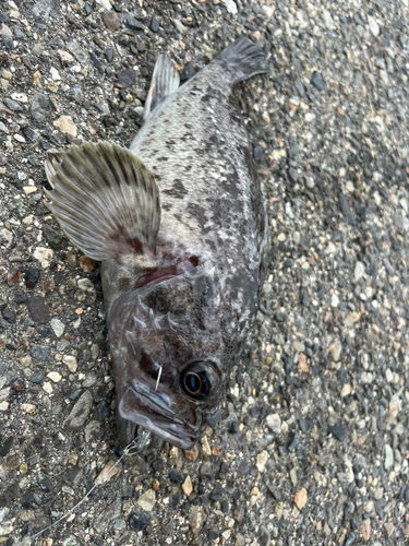 クロソイの釣果