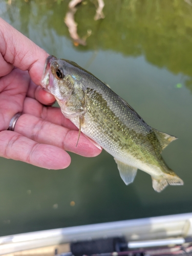 ラージマウスバスの釣果