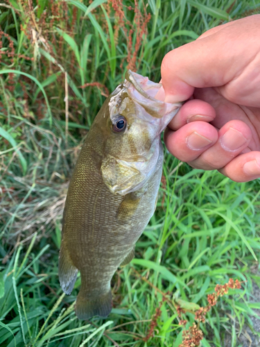 スモールマウスバスの釣果