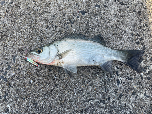 セイゴ（ヒラスズキ）の釣果