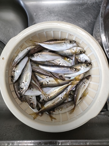 アジの釣果