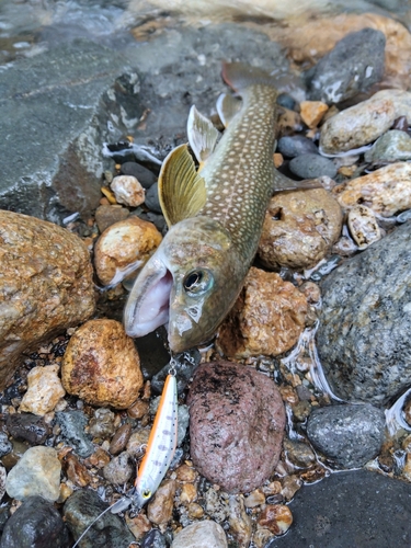 イワナの釣果