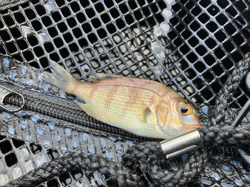 チャリコの釣果