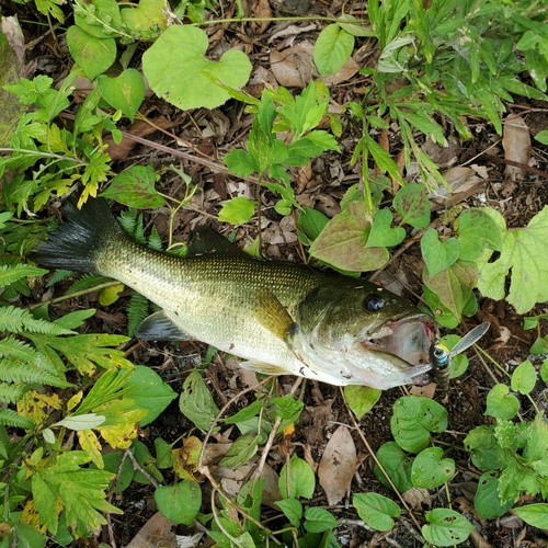 ブラックバスの釣果