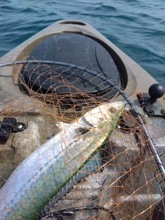 サワラの釣果