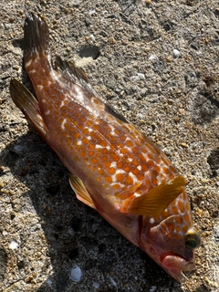 キジハタの釣果