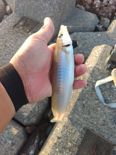 キスの釣果