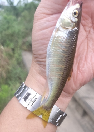 オイカワの釣果