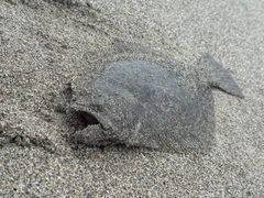 ソゲの釣果