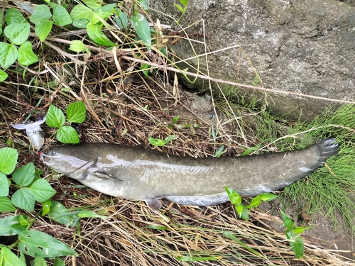 ナマズの釣果