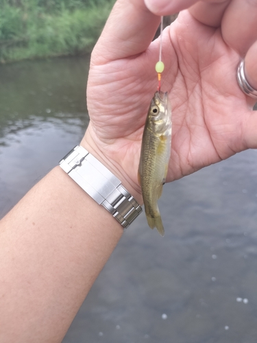 アブラハヤの釣果