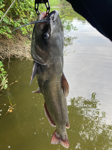 ナマズの釣果